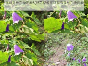 野花视频在线观看播放在线观看5(野花视频在线观看播放在线观看 5：畅享私密时刻)