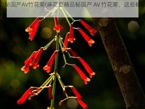 麻花豆精品秘国产AV竹花菊(麻花豆精品秘国产 AV 竹花菊，这些精彩内容你不容错过)