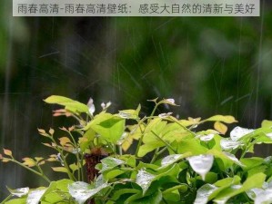 雨春高清-雨春高清壁纸：感受大自然的清新与美好