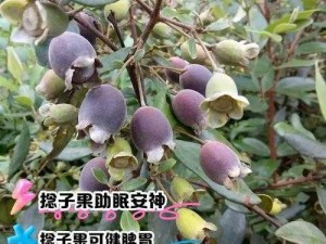 捻压花核【什么是捻压花核？有什么危害吗？】