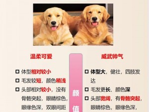 和金毛发生产关系好吗-与金毛犬的生产关系是否良好？