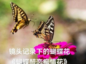 花蝴蝶7免费版大全多少集1到8集;花蝴蝶 7 免费版大全：1 到 8 集一共多少集？