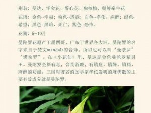 魔法曼陀罗花：揭秘其在创造领域中的神秘功能与实用价值