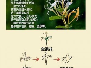 双管齐下TXL金银花_如何通过双管齐下的方式使用 TXL 金银花？