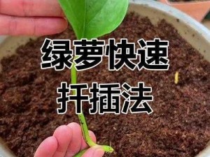 日本 72 种扦插方式，让你轻松学会植物繁殖