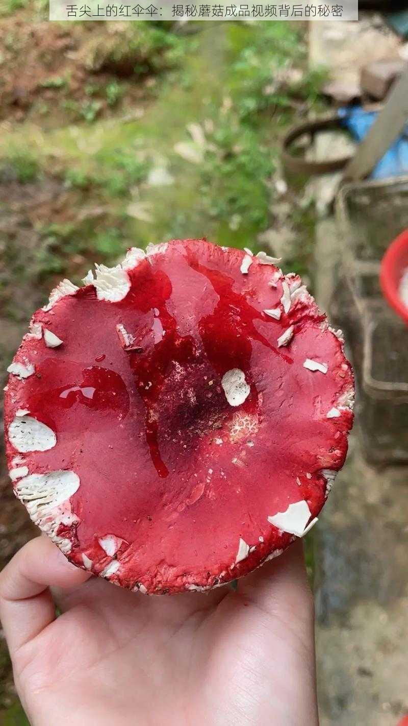 舌尖上的红伞伞：揭秘蘑菇成品视频背后的秘密