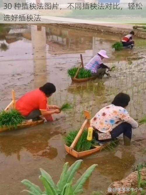 30 种插秧法图片，不同插秧法对比，轻松选好插秧法