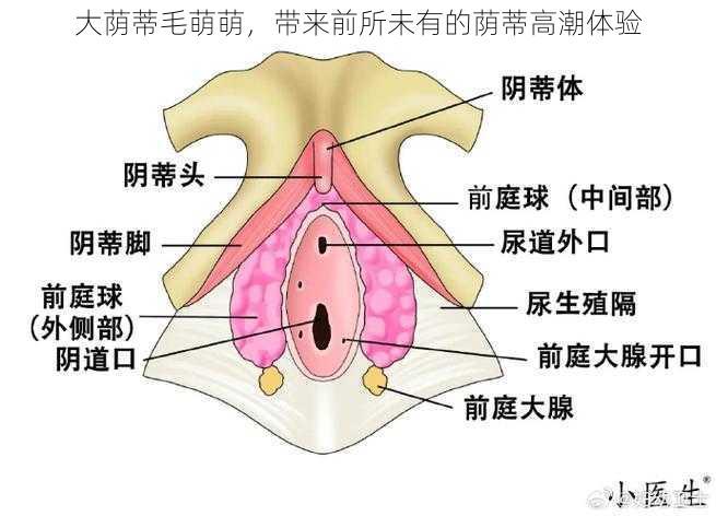 大荫蒂毛萌萌，带来前所未有的荫蒂高潮体验