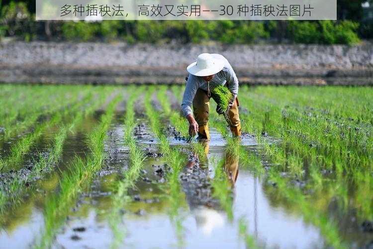 多种插秧法，高效又实用——30 种插秧法图片