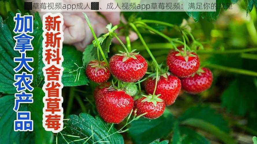 ▓草莓视频app成人▓、成人视频app草莓视频：满足你的欲望