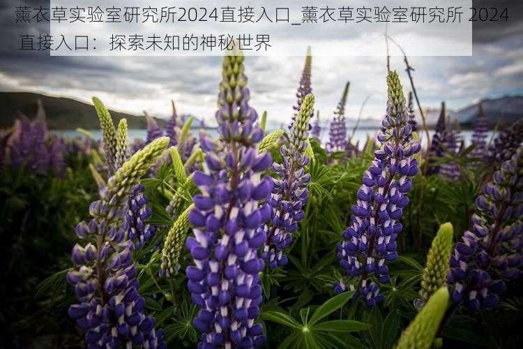 薰衣草实验室研究所2024直接入口_薰衣草实验室研究所 2024 直接入口：探索未知的神秘世界