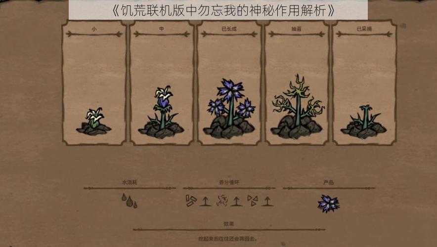 《饥荒联机版中勿忘我的神秘作用解析》