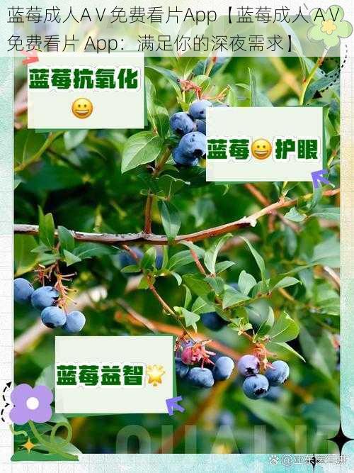 蓝莓成人AⅤ免费看片App【蓝莓成人 AⅤ 免费看片 App：满足你的深夜需求】