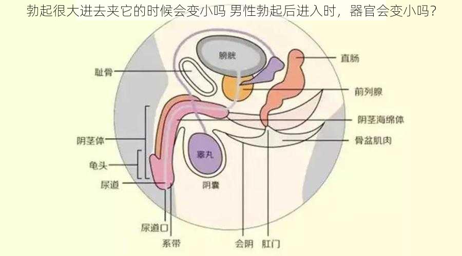 勃起很大进去夹它的时候会变小吗 男性勃起后进入时，器官会变小吗？