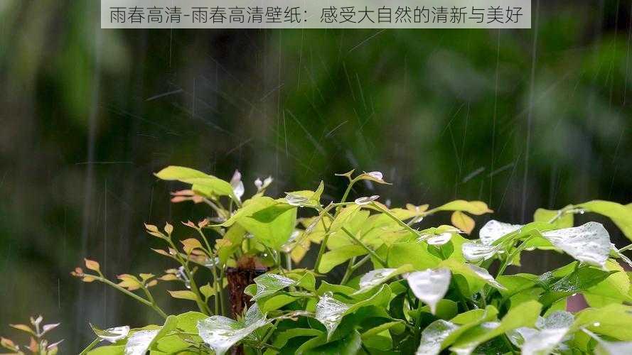 雨春高清-雨春高清壁纸：感受大自然的清新与美好