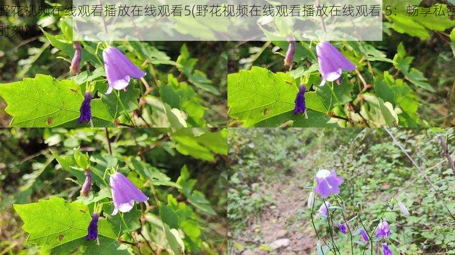 野花视频在线观看播放在线观看5(野花视频在线观看播放在线观看 5：畅享私密时刻)