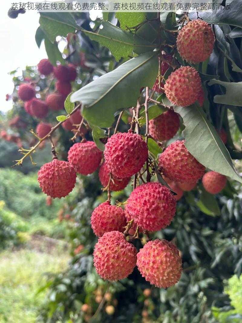 荔枝视频在线观看免费完整、荔枝视频在线观看免费完整高清版