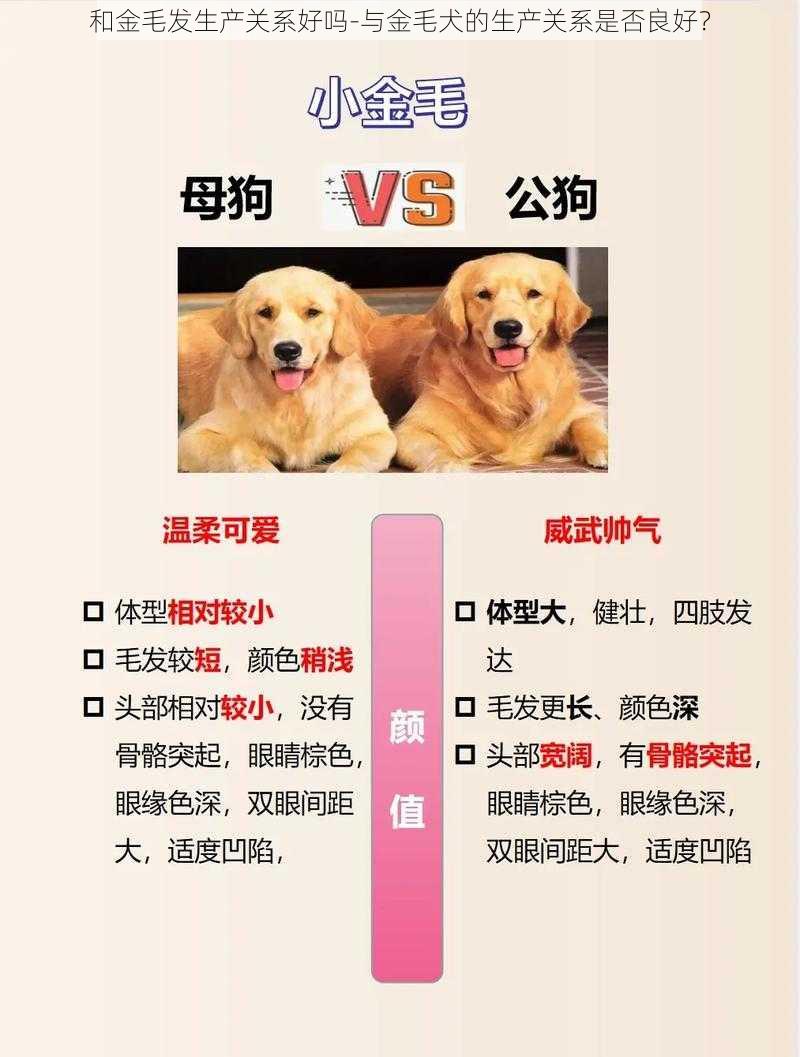 和金毛发生产关系好吗-与金毛犬的生产关系是否良好？