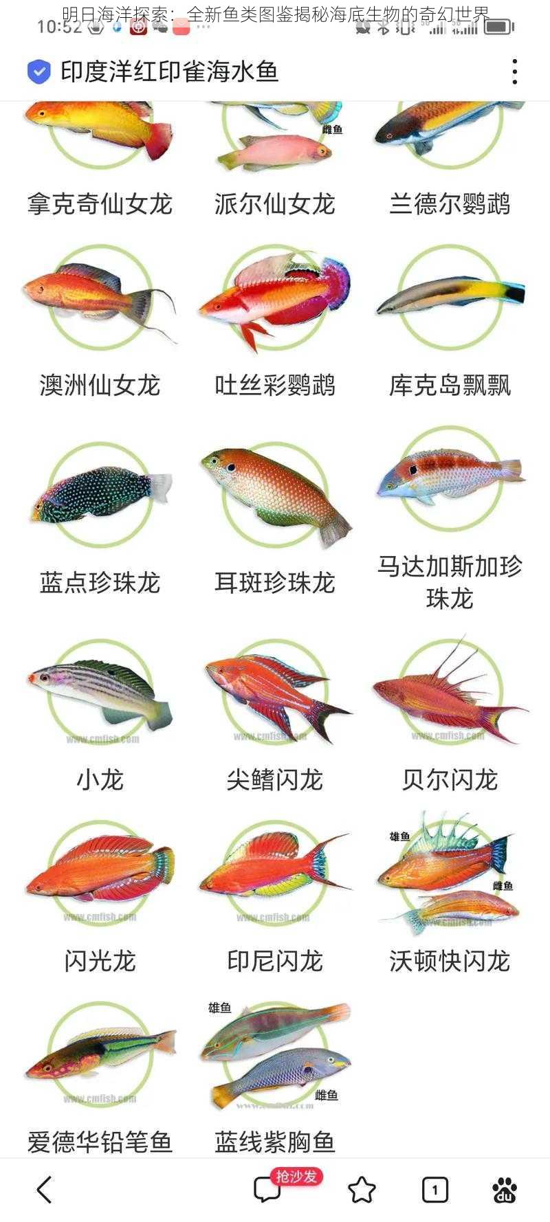 明日海洋探索：全新鱼类图鉴揭秘海底生物的奇幻世界