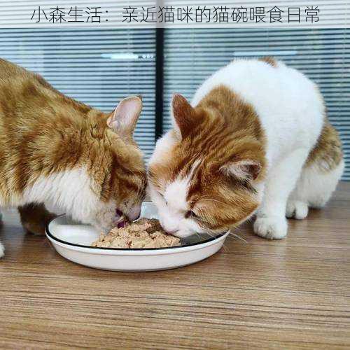 小森生活：亲近猫咪的猫碗喂食日常